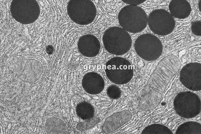Reticulum endoplasmique granulaire et grains de sécrétion x8000 - gryphea.com